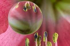 Blütenstempel der Amaryllis Glaskugel.jpg