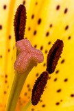 Blütenstengel gelben Lilie.jpg