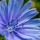 Blume blau.jpg